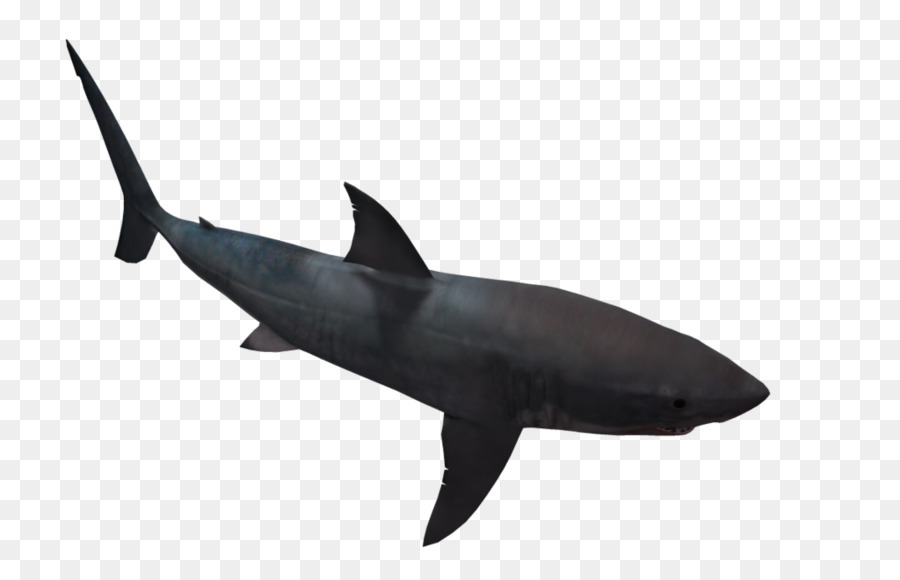 Requiem shark-Great white shark Clip-art - black und white shark Bilder
