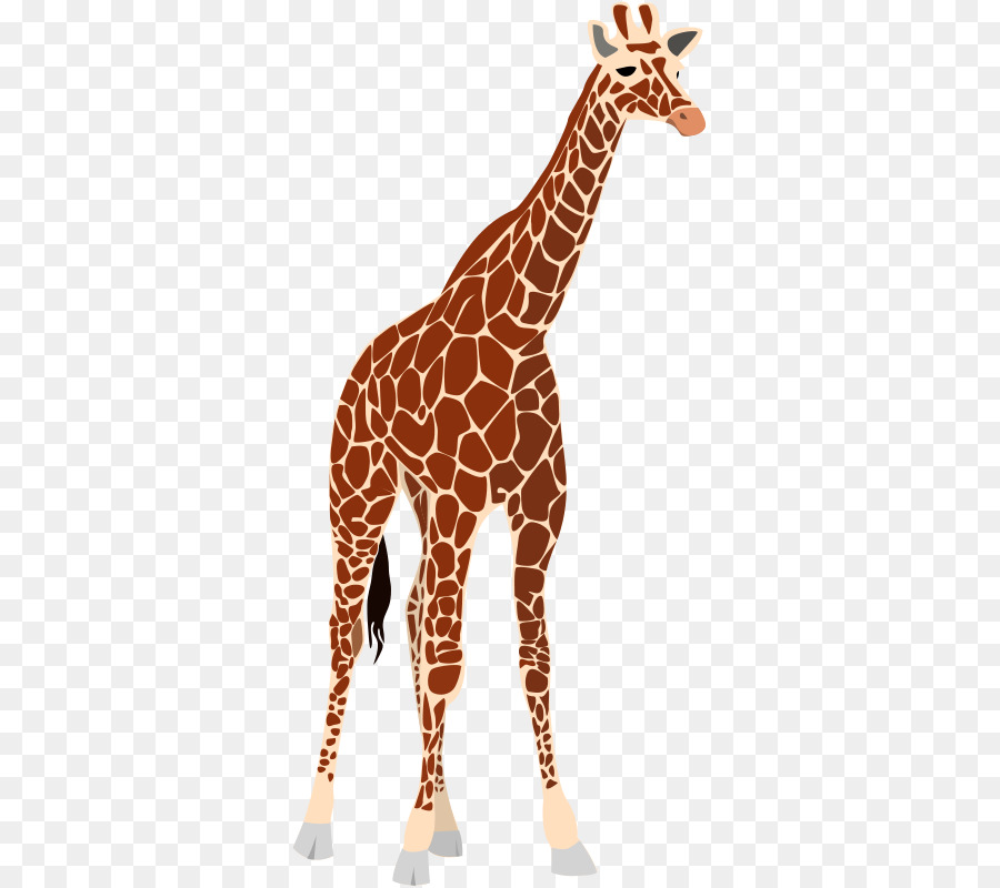 Okapi dell'Africa Occidentale giraffa Clip art - Giraffa Immagini Gratis