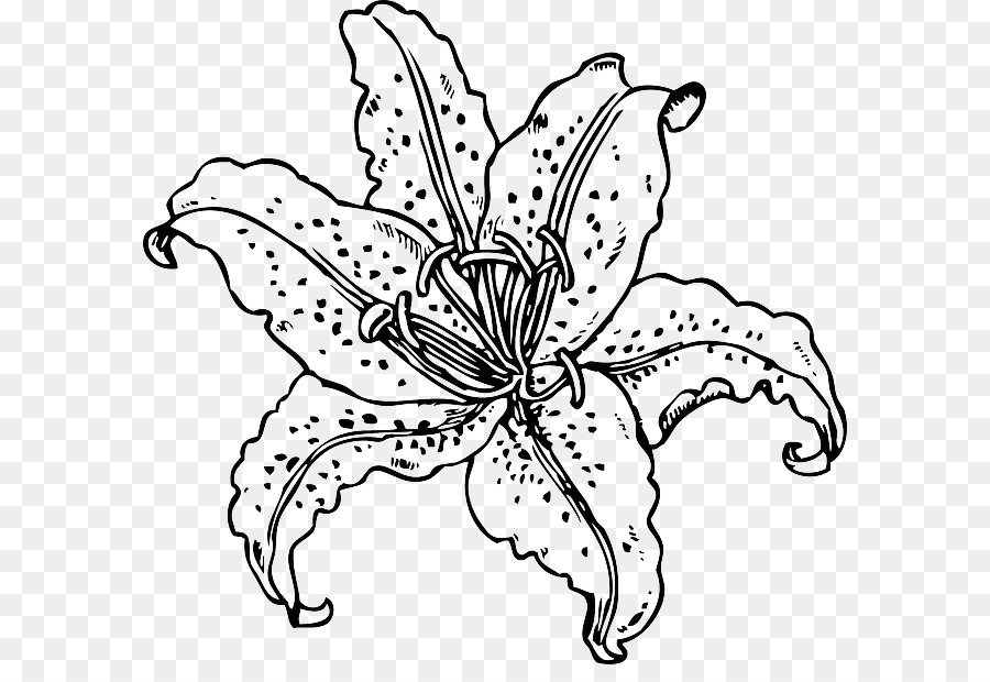 Lễ phục sinh lily Hổ lily Lilium candidum Clip nghệ thuật - Vẽ tay lily