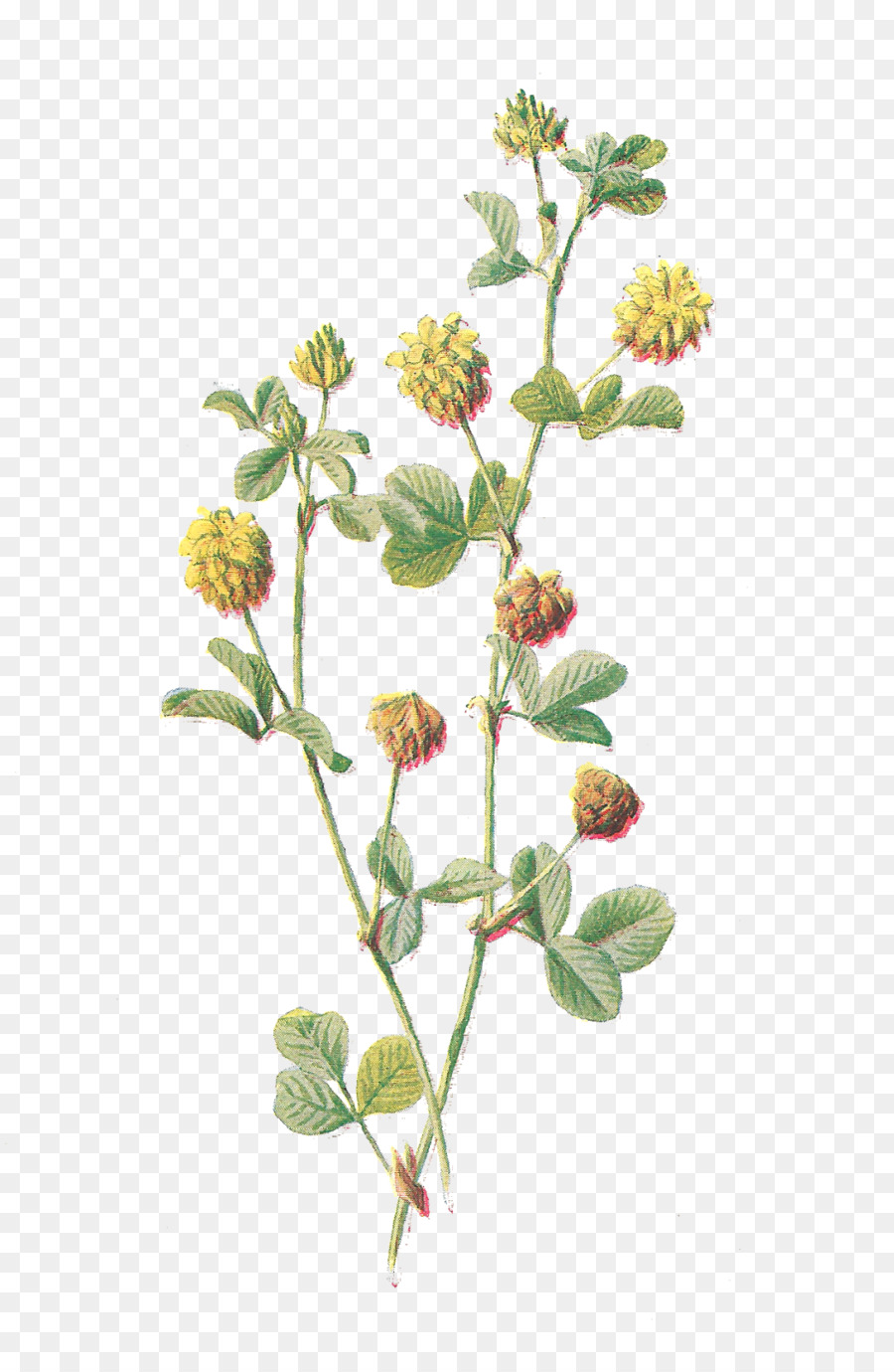 Thực vật học Hoa minh họa Thực vật Clip nghệ thuật - bạch đằng hoa.