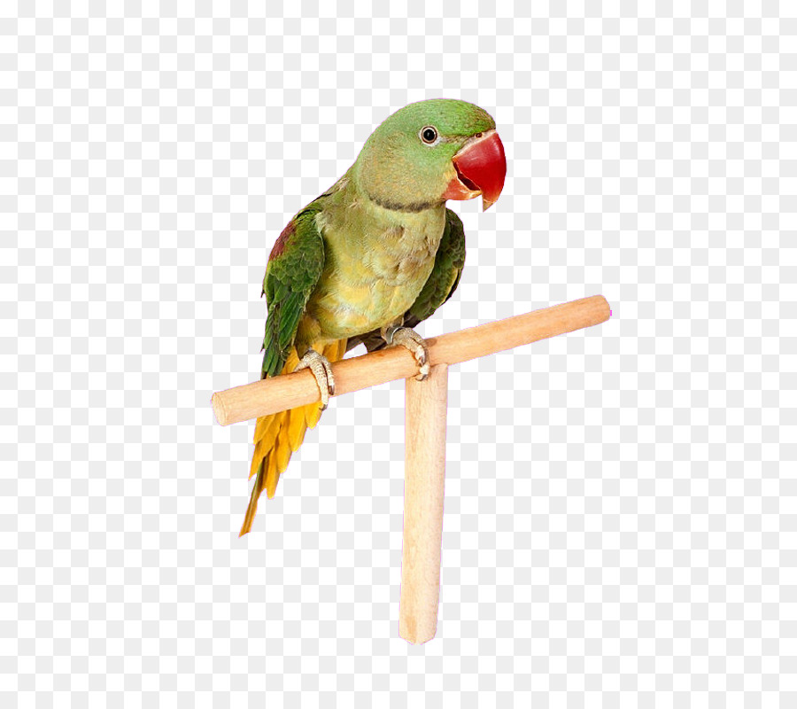 Parrot Pappagallino Ondulati Ara - Indipendente parrot