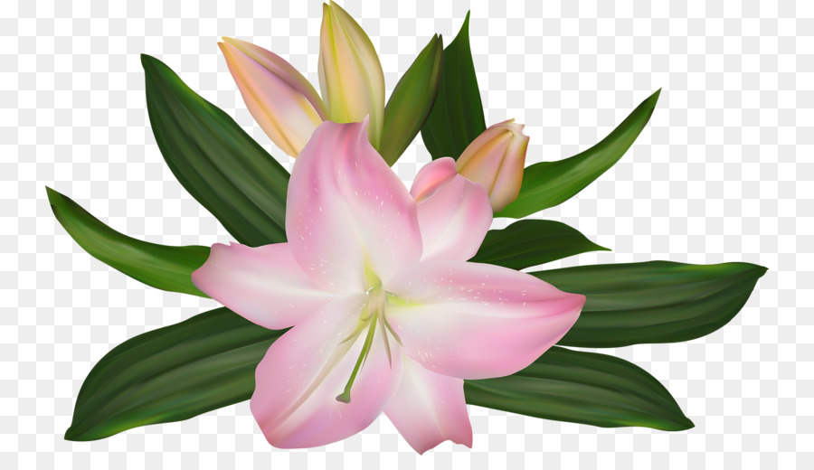 Lilium Hoa Hồng Hoạ - Lily hồng