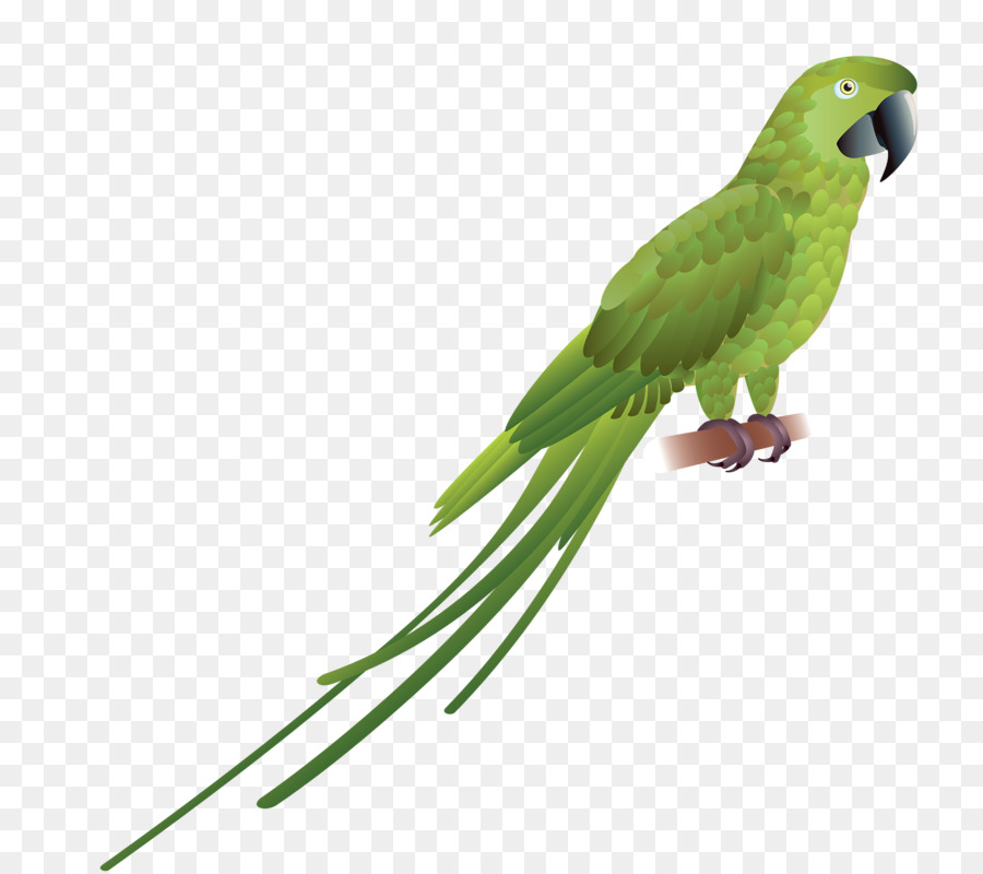 Con vẹt ăn gì hình ảnh đặc điểm chi tiết của loài vật này