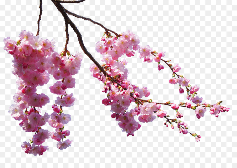 fiore di ciliegio - Bella ciliegia