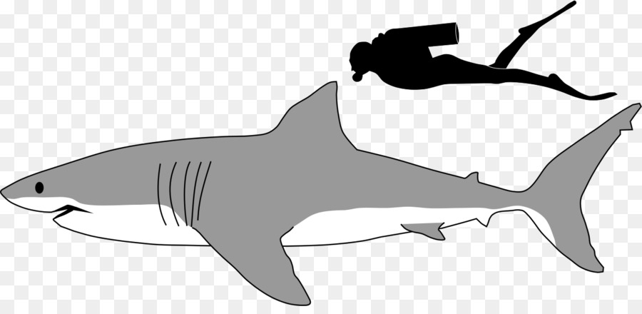 Grande squalo bianco Megalodon Lamniformes squalo Tigre Clip art - in bianco e nero di squalo immagini