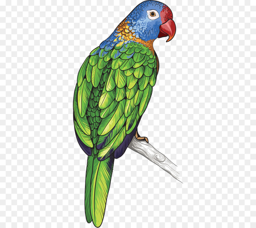 Parrot Uccello Piuma - colorato pappagallo