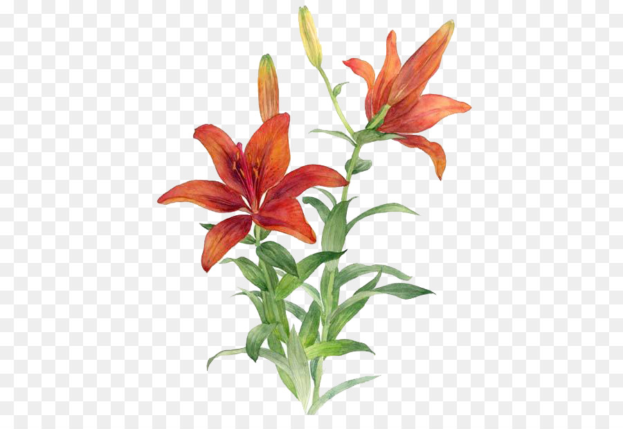 Lilium bulbiferum-Rote Blume - Rote Lilie