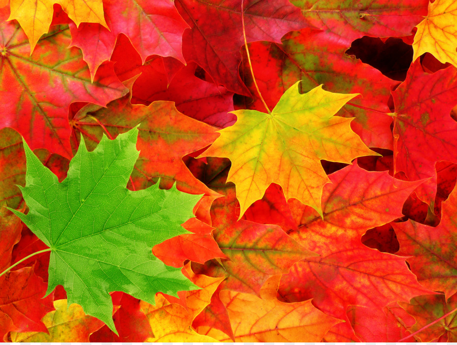 Sfondi Desktop Autunno colore foglia foglia d'Autunno colore Natura - foglie di autunno