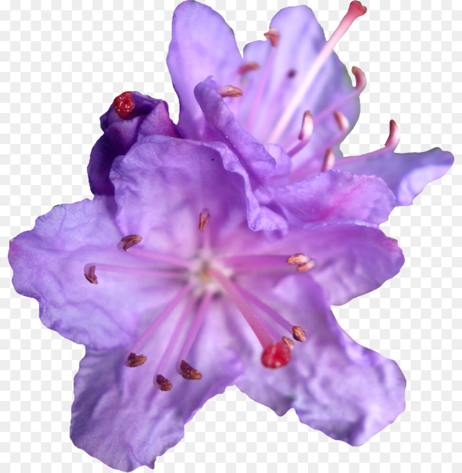 Lila Blume Violett Clip art - Lila Blume Png Lila Rhododendren Png Durch