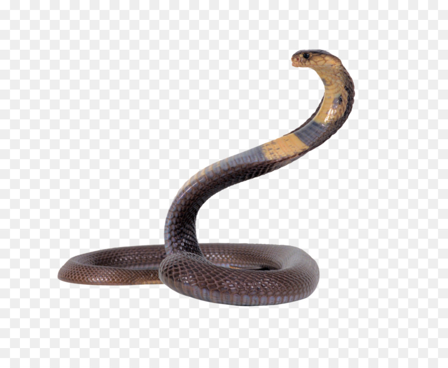 Serpente cobra Egiziano Rettile King cobra - Serpente Png Trasparenti