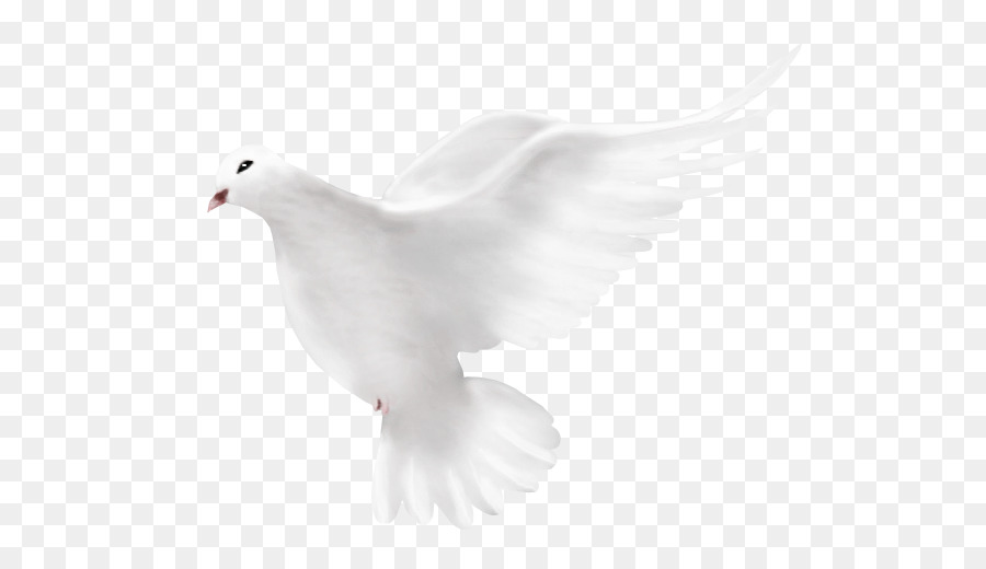 Họ trĩ Chim Bạch và mờ trong Nước pigeon - Chim Bồ Câu Hòa Bình Png