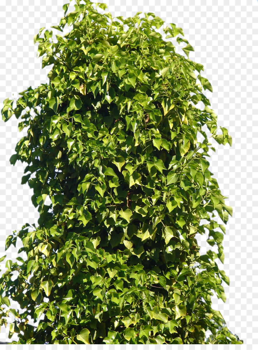 Pflanze Strauch Baum - Baum, Büsche Png