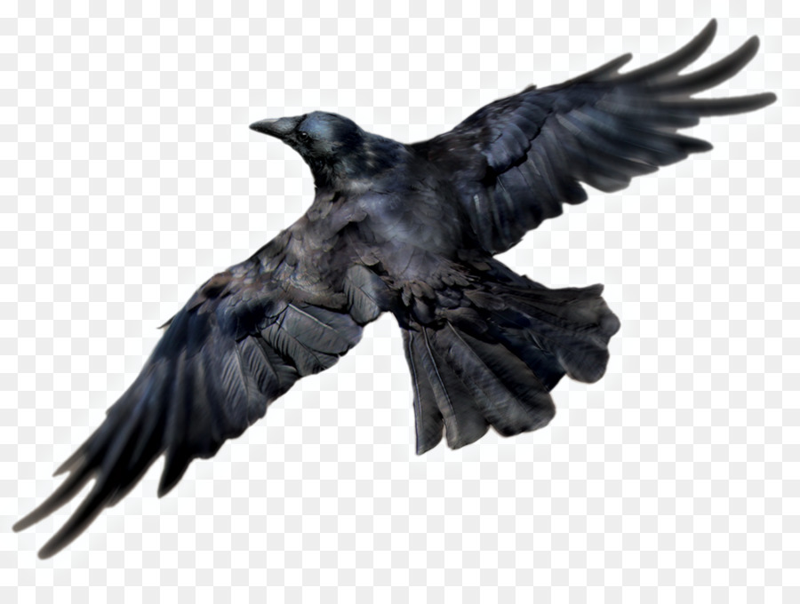Comune di corvo Uccello Icone del Computer - Download Gratuito Di Raven Icona Clipart