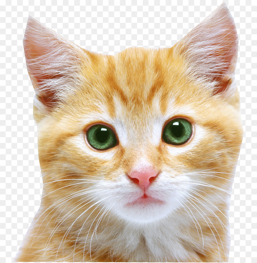 Gattino gatto selvatico Cucciolo - Gatto Faccia Png