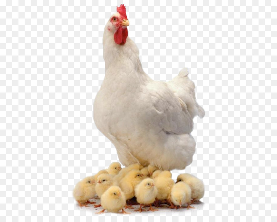 Chicken curry Broiler Farm der Tiere: Hühner - Huhn Und Jungen Png