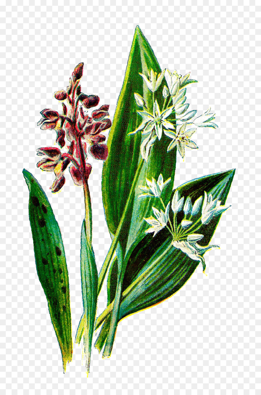 Wildflower Benedizione Clip art - Verde Wildflower Clipart