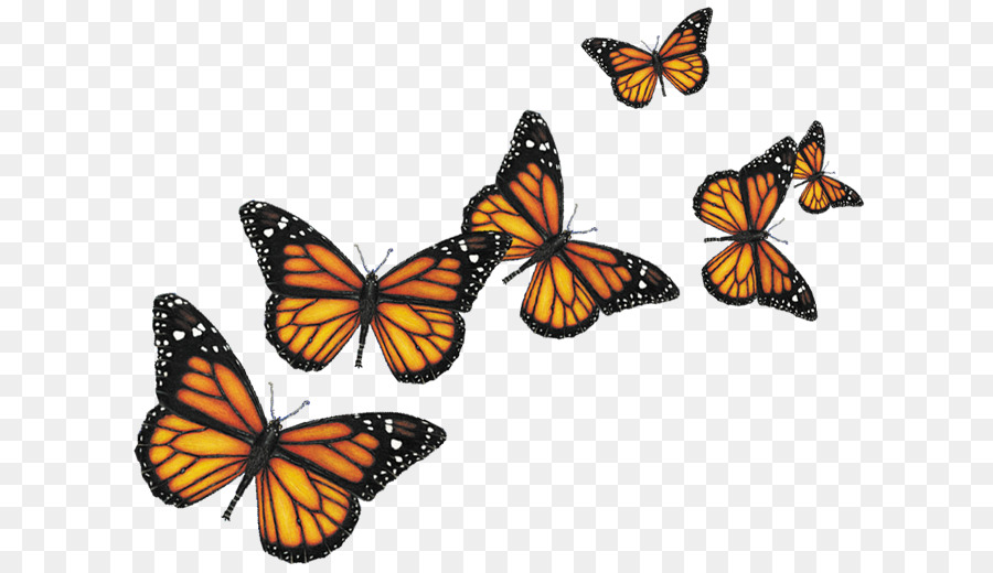 Schmetterling Insekt Computer-Icons - Schmetterlinge Png