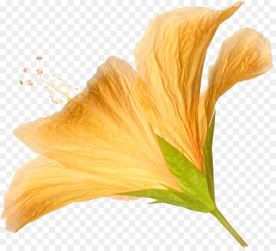 Fiore di Hibiscus Arancio Clip art - HD PNG Fiore
