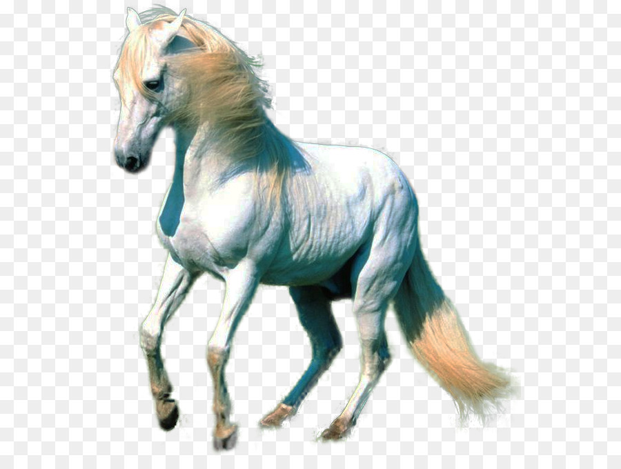 American Paint Horse Akhal-Teke cavallo Bianco - Clipart Di Cavalli Collezione Png