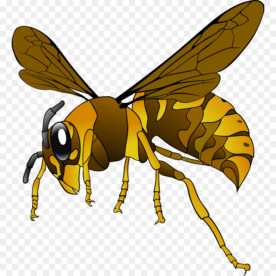 Vespa simillima Biene Insekt europäischen hornet Clip art - hornet clipart