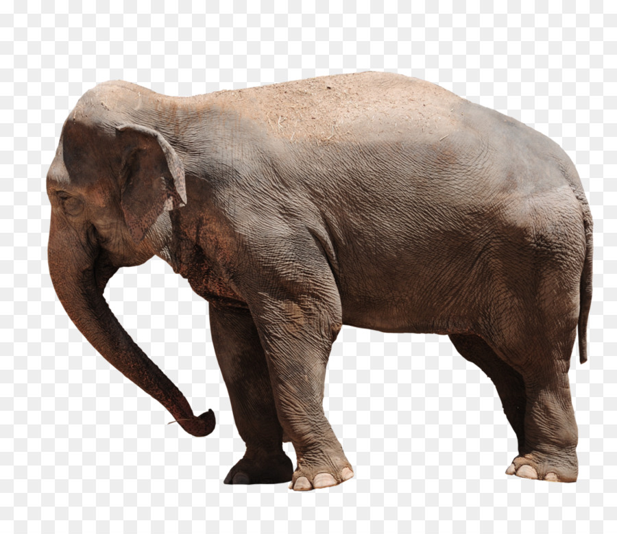 Afrikanischer Elefant asiatischer Elefant Baby-Elefanten African forest elephant - Elefanten Png Transparent
