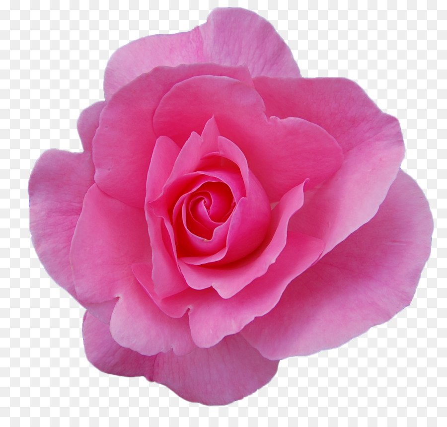 L'olio di rosa damascena Giardino di rose, olio Essenziale di Fiori - PNG Trasparente Rosa