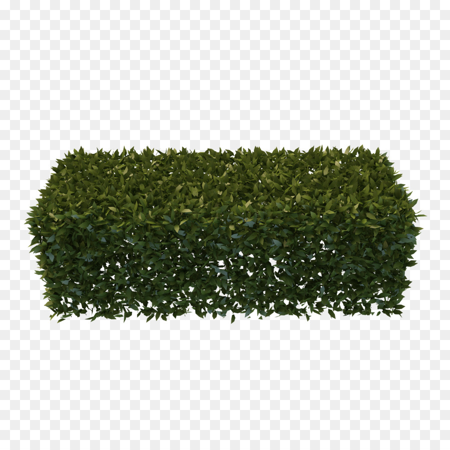Hedge Arbusto Da Giardino Potatura Png Siepi Download Gratuito Scaricare Png Disegno Png Trasparente Sempreverde Png Scaricare