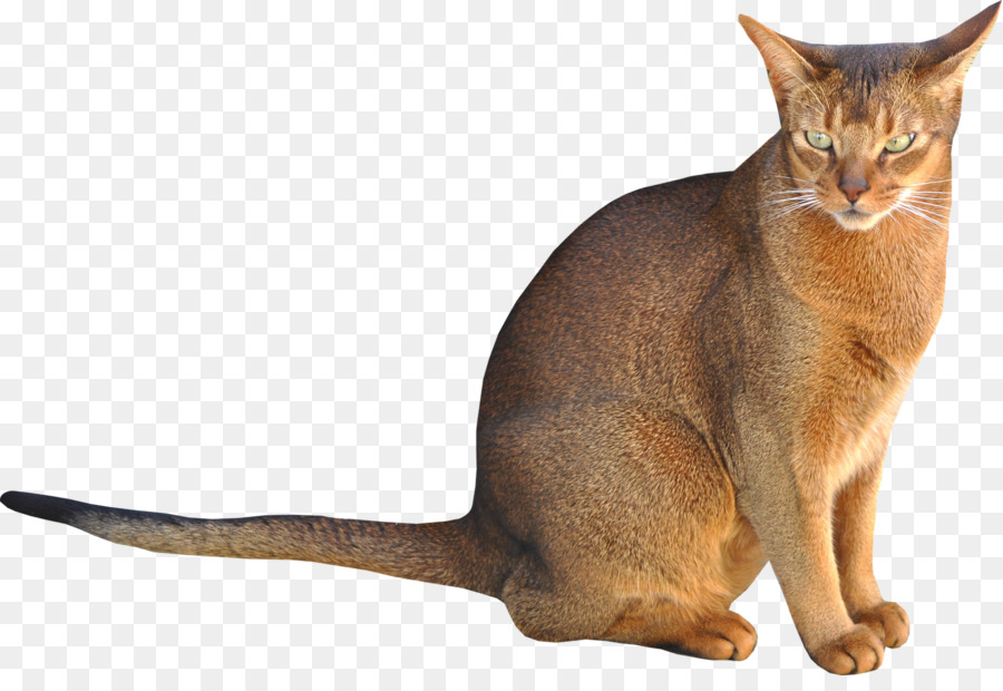 Abessinier Kätzchen Clip-art - Katze Sitzend Braun Png