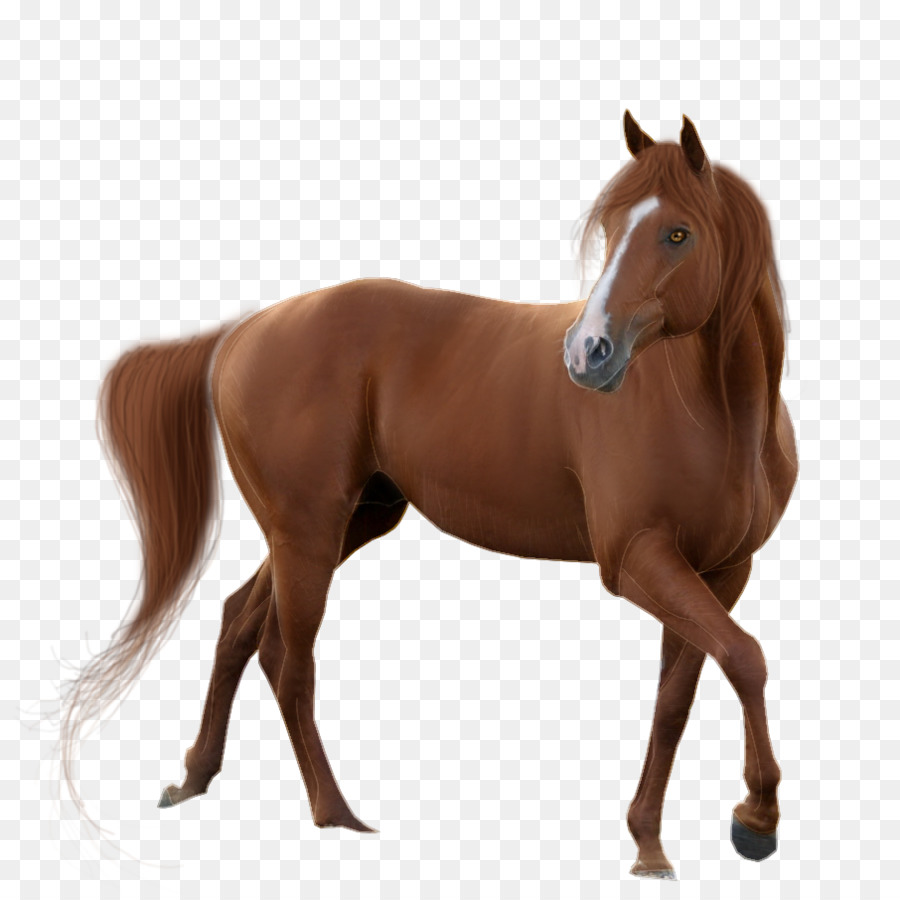 American Quarter Horse Mustang Clip art - Immagine in PNG Cavallo