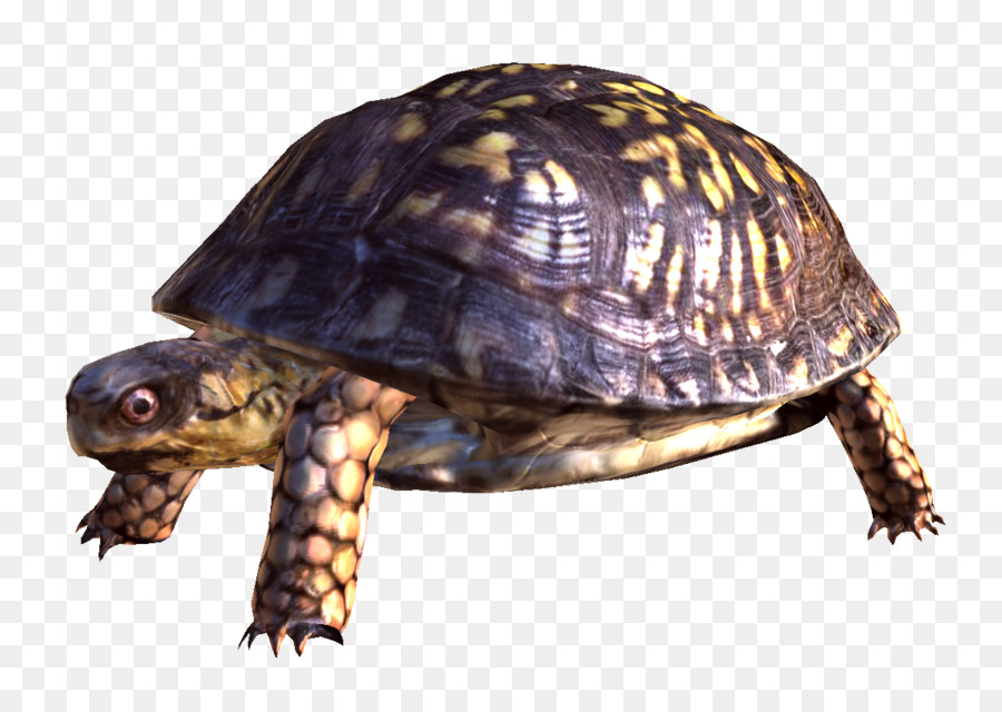 Schildkröte Reptil-Download - Besten Sammlungen Png-Bild Schildkröte