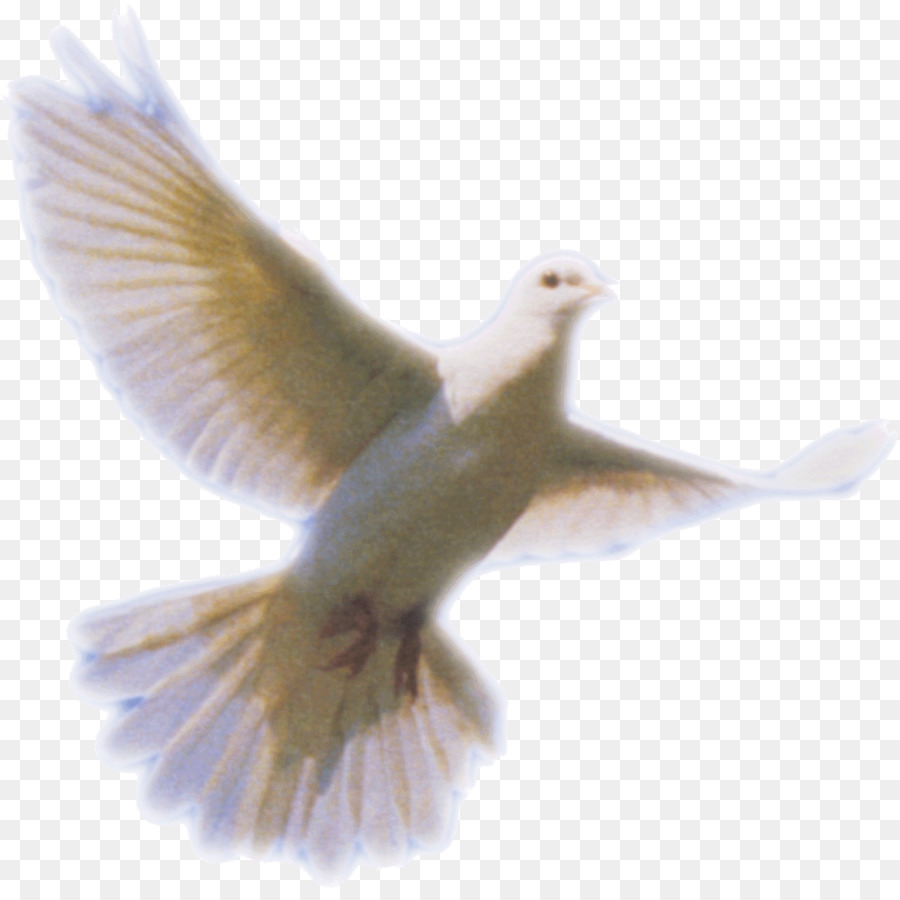 Columbidae heilig-Geist-Tauben als Symbole - Taube Png Clipart