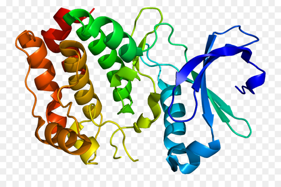 Serina/treonina-specifica proteina chinasi di Proteina chinasi B - Gli Scienziati Immagini