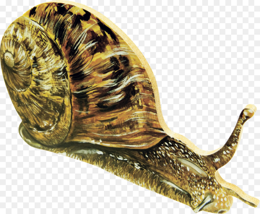 Gigantesca Lumaca Africana Disegno Gasteropodi - lumache
