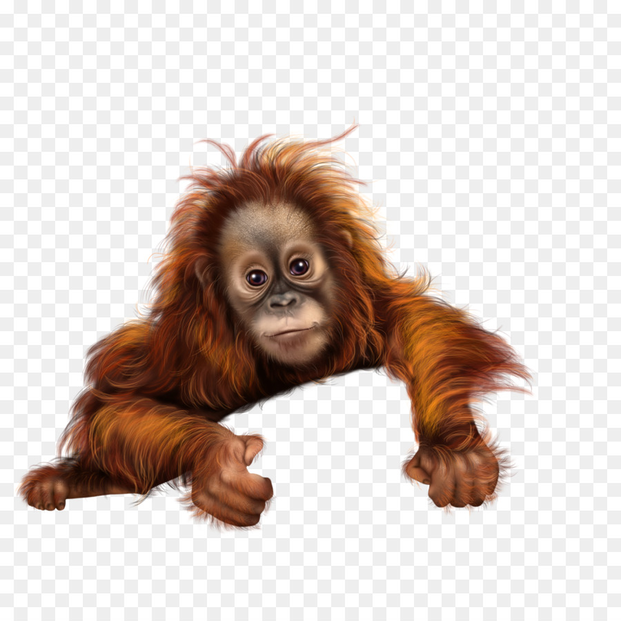 Orangutan Scimmia Babbuini - scimmia