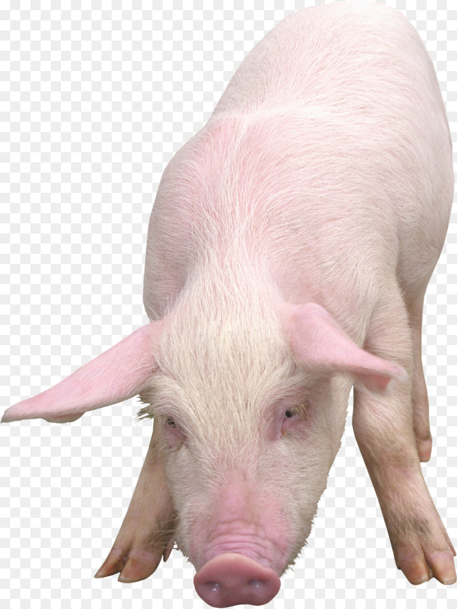 Hausschwein Download Clip art - Schwein