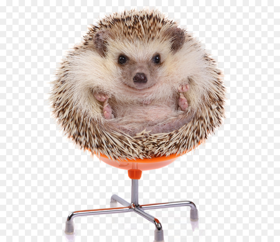 European Hedgehog Porcupine