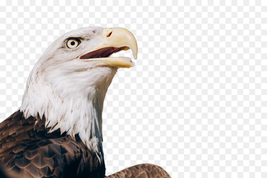 Weißkopfseeadler greifvogel Desktop Wallpaper - Adler