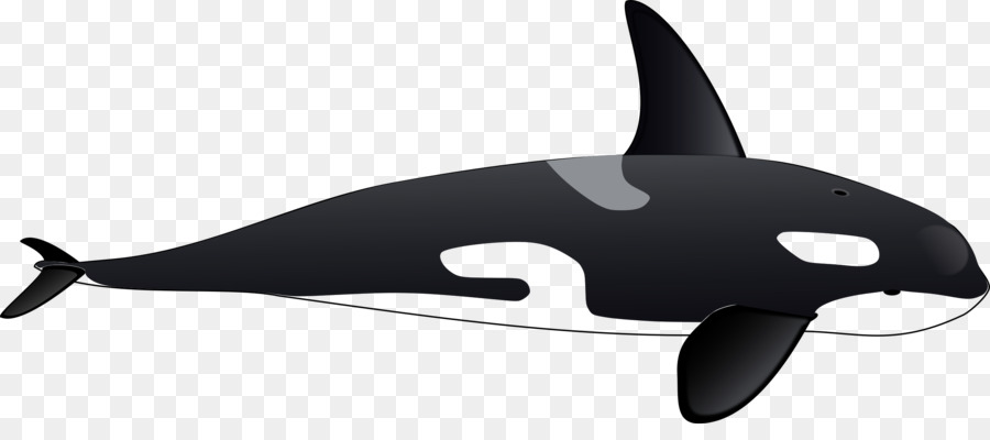 Cá voi sát thủ Vẽ Clip nghệ thuật - Cá voi