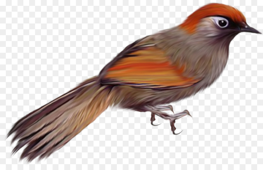Vogel Gemeinsamen Strauß Clip-art - Vögel