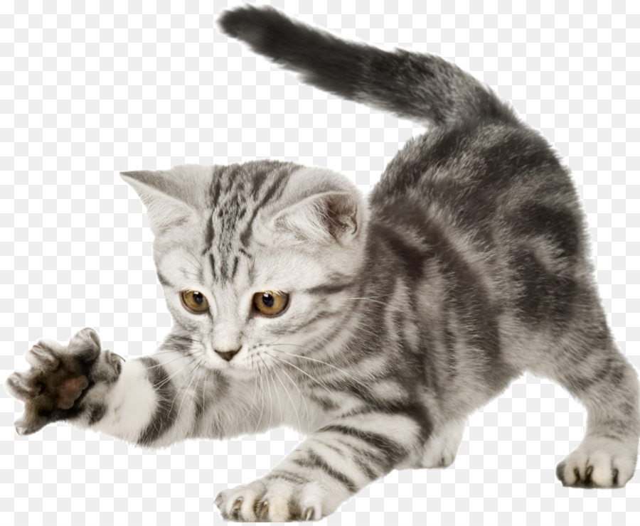 Britisch Kurzhaar Kätzchen Hündchen Wildcat - Katzen