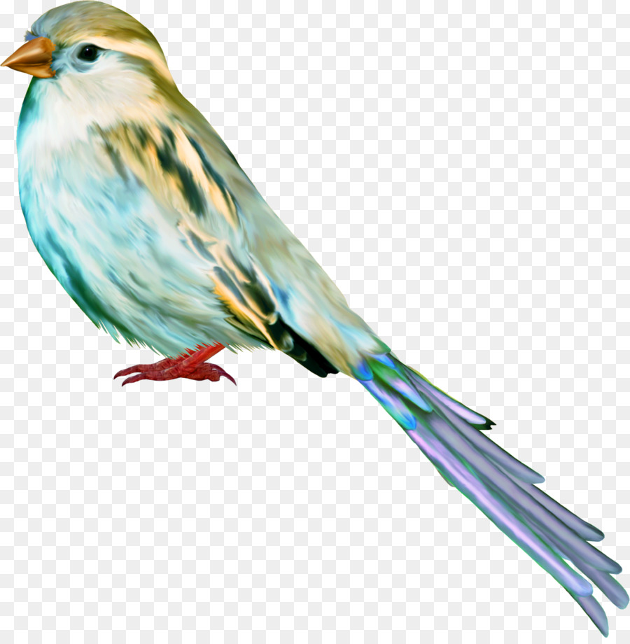 Chim Sẻ Nhà Sparrow Mỏ - chim