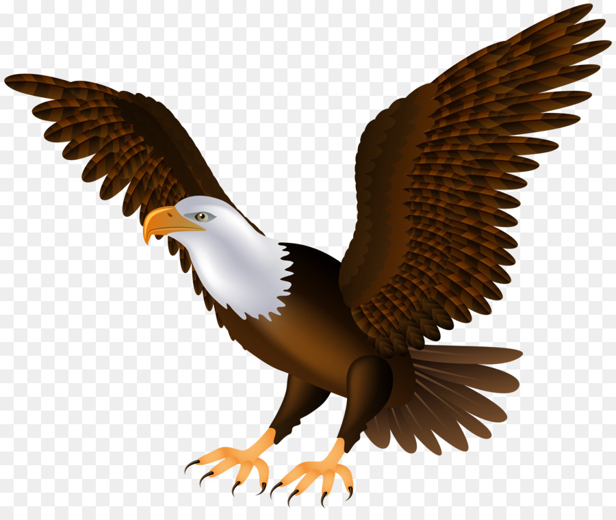 L'Aquila calva Uccello Clip art - aquila