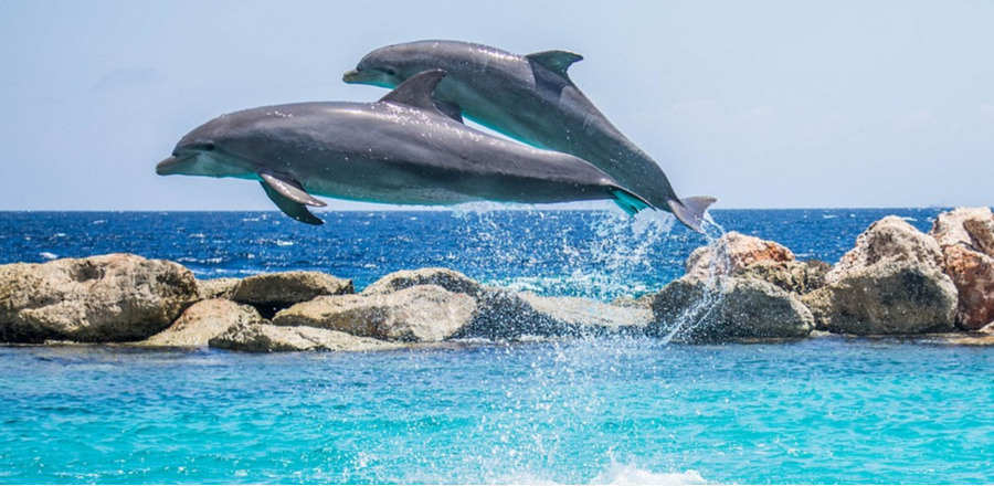 Dolphin velocità dell'Otturatore mammifero Marino Hotel - Delfino