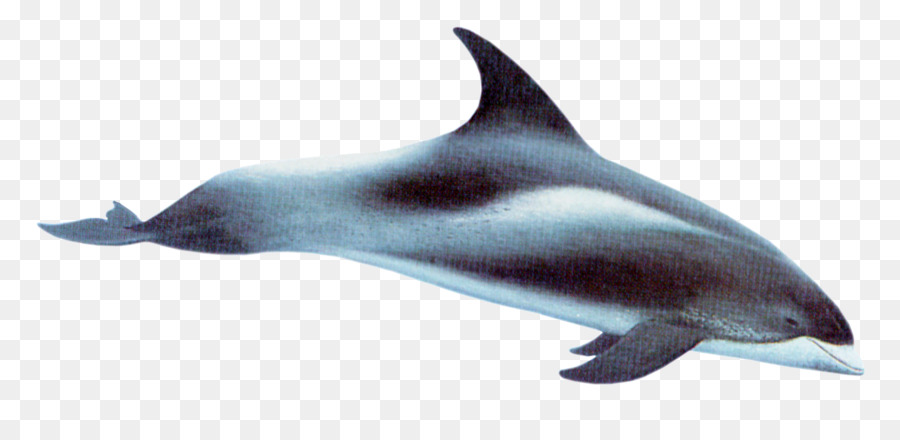 White-có mỏ dolphin Ngắn có mỏ chung dolphin Chung cá heo, có răng cá heo đồng hồ Cát dolphin - Cá heo