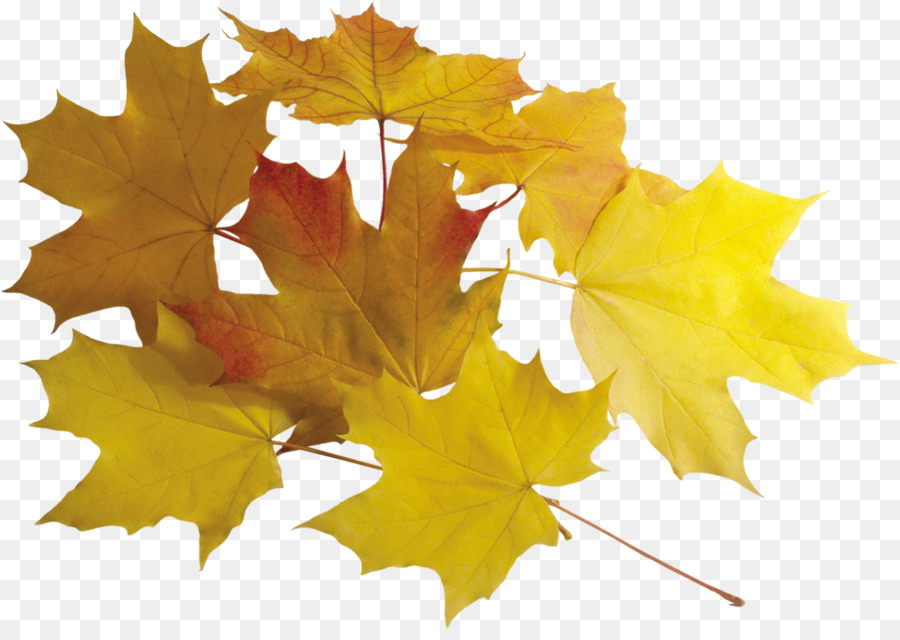 Foglia d'Autunno Clip art - foglie di autunno