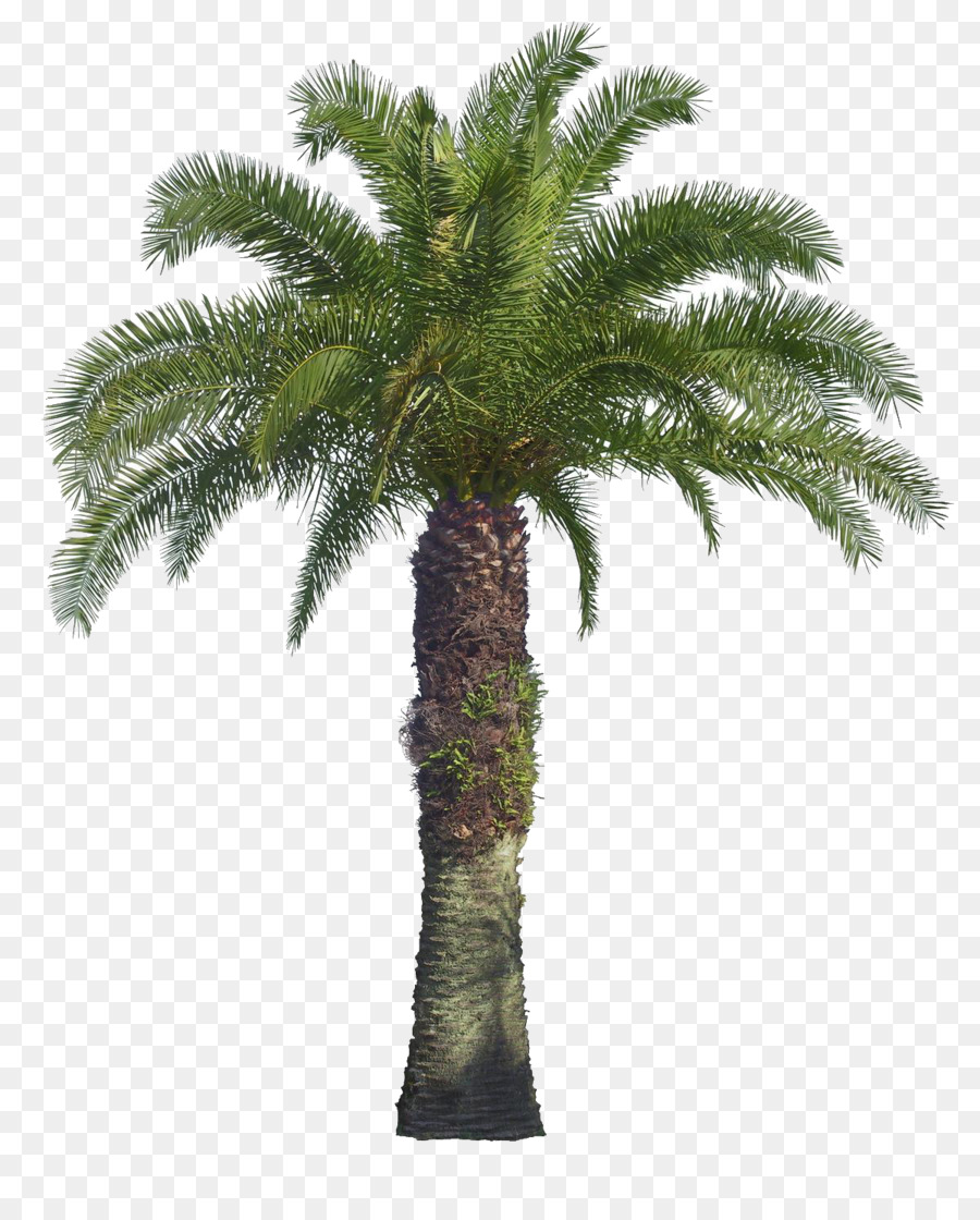 Coconut Tree Cartoon png download - 1200*1476 - Free Transparent Tree png  Download. - CleanPNG / KissPNG