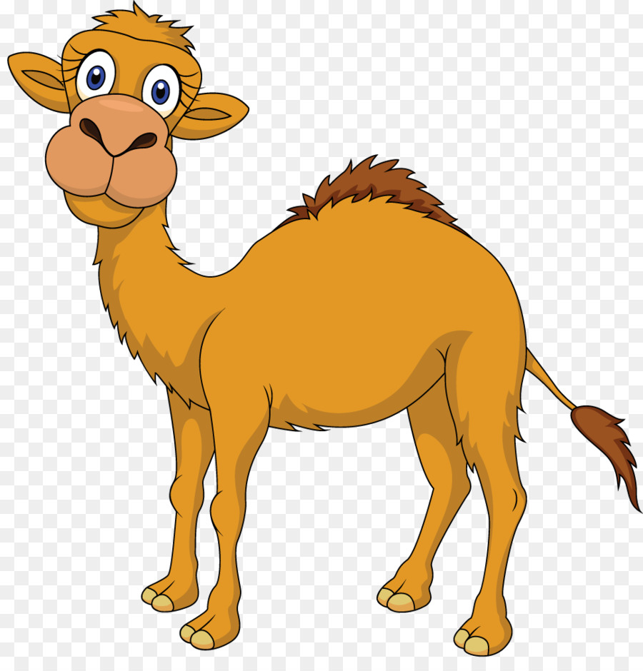 Camel Stock photography Royalty-free clipart - Camel