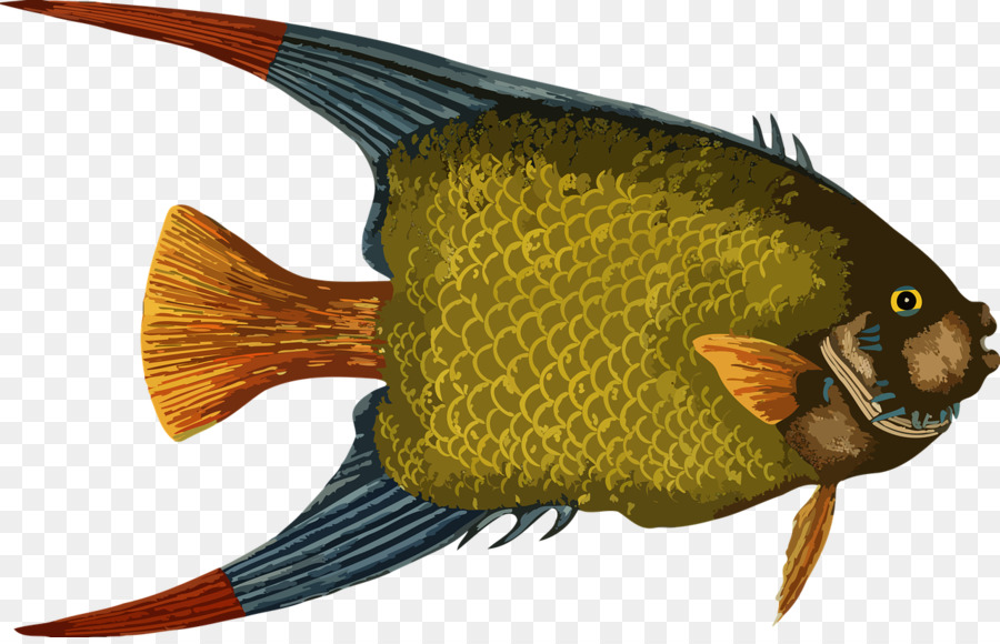 Kaiserfische Clip art - Fisch