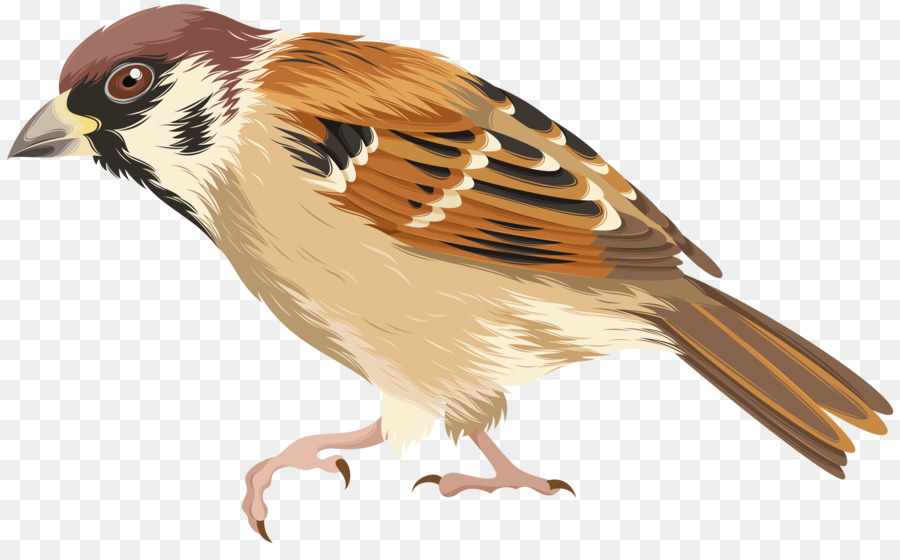 House Sparrow-Vogel-Papagei - Spatz