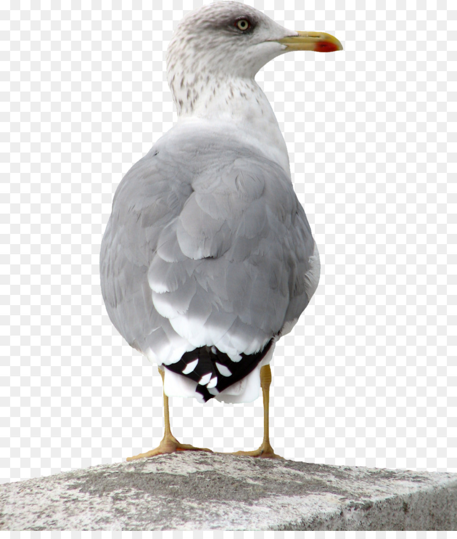 Europäische Hering-Möve Vogel Great black-backed gull Common gull - Möve